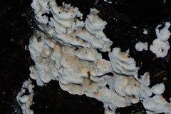 Cerrenaceae