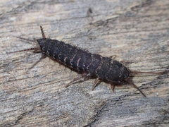 Allacrotelsa spinulata