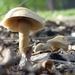 Agrocybe smithii - Photo (c) kimcwren, some rights reserved (CC BY-NC), uploaded by kimcwren