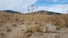 Grindelia hallii