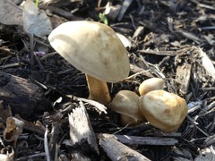Agrocybe smithii