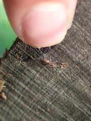 Hubbardia pentapeltis