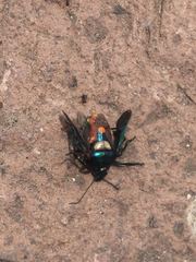 Euthyrhynchus floridanus