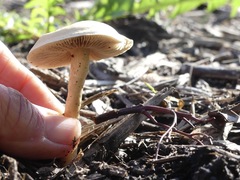 Agrocybe smithii