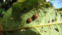 Henosepilachna vigintisexpunctata