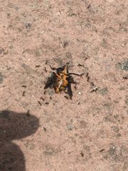 Euthyrhynchus floridanus