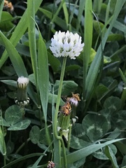 Trifolium repens