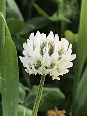 Trifolium repens