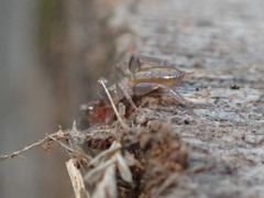 Hubbardia pentapeltis