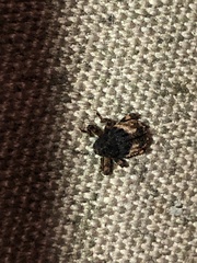 Cryptorhynchus fuscatus