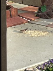 Passer domesticus