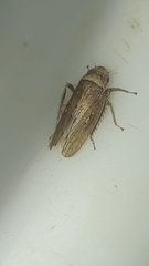 Sordana sordida