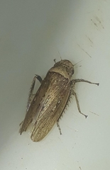 Sordana sordida