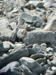 Crotaphytus