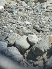 Crotaphytus