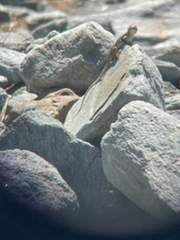 Crotaphytus