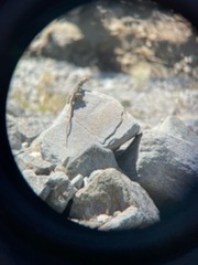 Crotaphytus