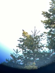 Mitrephanes olivaceus