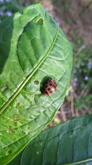 Henosepilachna vigintisexpunctata