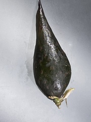 Amphibolips acuminata