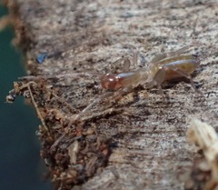 Hubbardia pentapeltis