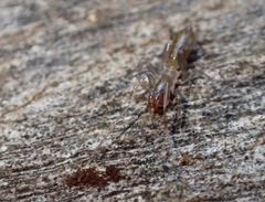 Hubbardia pentapeltis