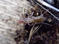 Hubbardia pentapeltis