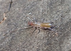 Hubbardia pentapeltis