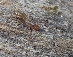 Hubbardia pentapeltis