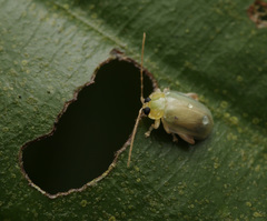 Hemipyxis semiviridis