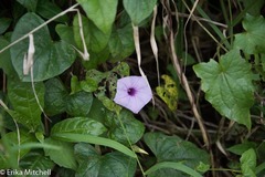 Ipomoea setifera