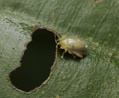 Hemipyxis semiviridis