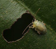 Hemipyxis semiviridis