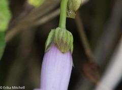 Ipomoea setifera