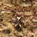 Isometopinae - Photo (c) Joshua Wong,  זכויות יוצרים חלקיות (CC BY-NC), uploaded by Joshua Wong