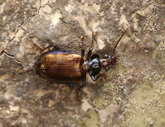 Physodera eschscholtzii