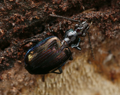 Physodera eschscholtzii