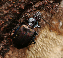 Physodera eschscholtzii