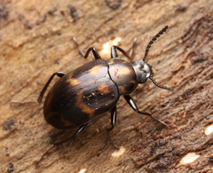 Ceropria superba
