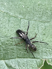 Myrmarachne japonica