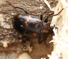 Ceropria superba