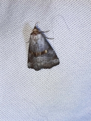 Hyperstrotia flaviguttata