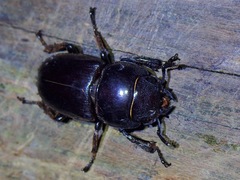 Serrognathus taurus taurus