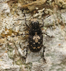 Sphinctotropis paviei