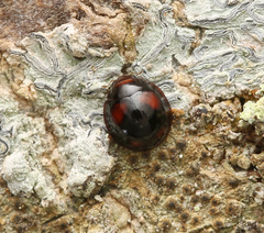Sticholotidinae