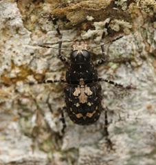 Sphinctotropis paviei