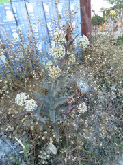 Asclepias glaucescens