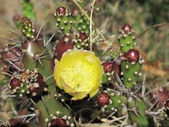 Opuntia aurantiaca