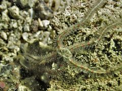 Ophiotrichidae
