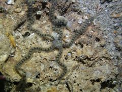 Macrophiothrix